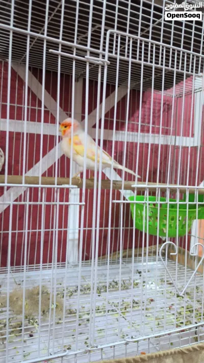 زوج كناريات مفول 2
