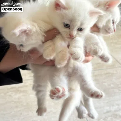 6 week old kittens for adoption. 2 male 2 female 2