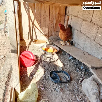 دجاجة عربية 2