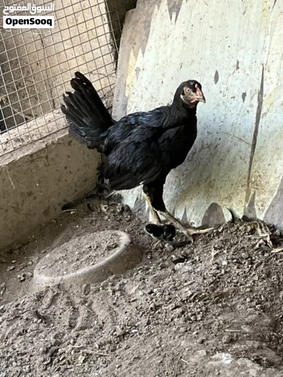 Pakistani Female hen with chick for sale 2
