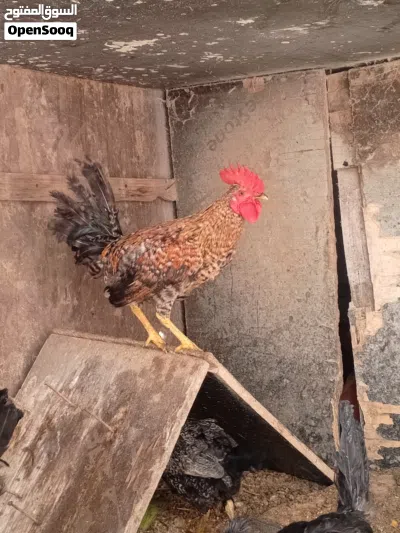 السلام عليكم دجاج للبيع دجاج نضيف ومال بيت العمر 5 اشهر 3