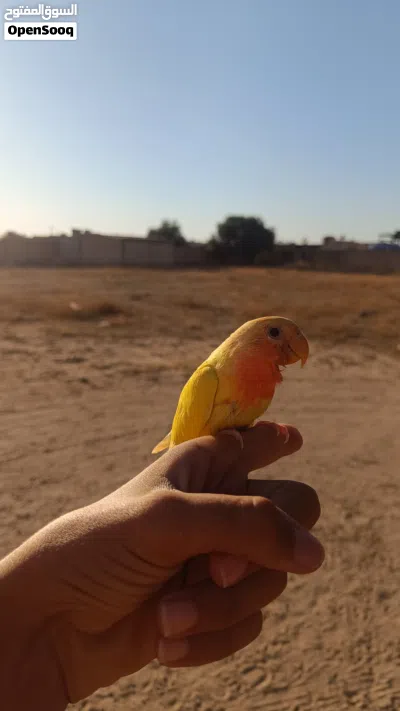عصفور روز للبيع 3
