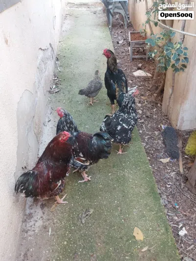 دجاج للبيع 2