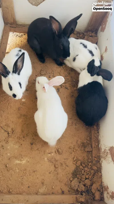 أرانب لي البيع 2