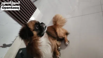 بكينيز للبيع ذكر 3