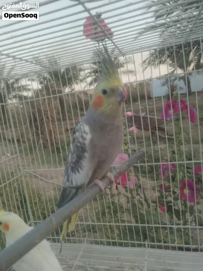 متاح كوكتيل ايزبيل نثيه 4