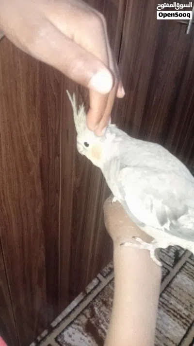 ببغاء الكوكتيل للبيع امروض نص ترويض كيف فطم العمر شهرين 3