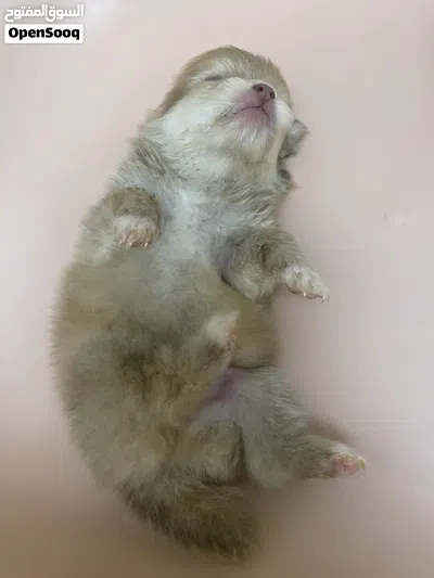جرو بوميرانيان ذكر Pomeranian puppy male 2