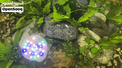 Fish tank حوض سمك 4