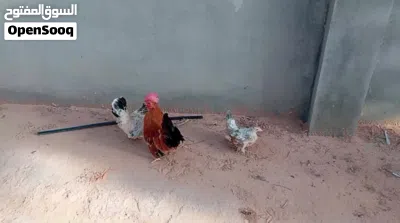 دجاج زينه تكيني 2