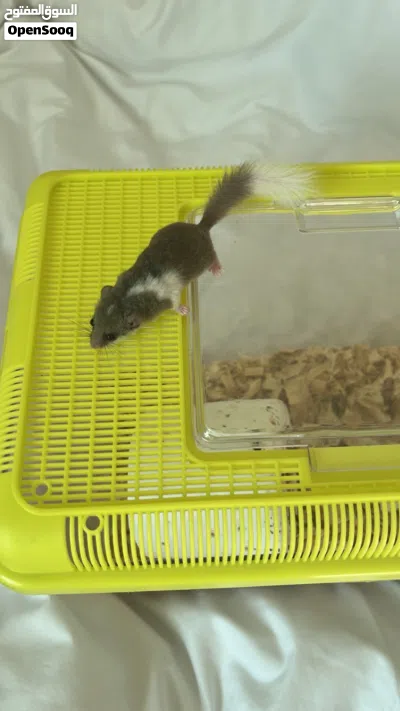 سنجاب Micro Squirrel 2