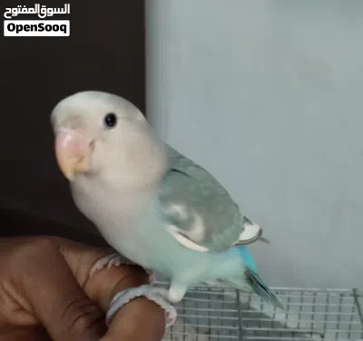 طرف بركاديلو مروض للبيع 4