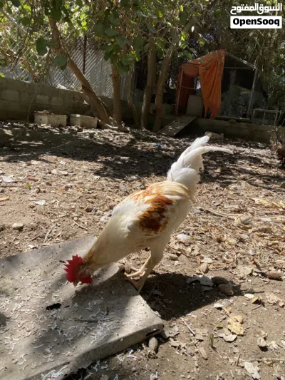 ديكه فرنسي امورهن طيبه 2