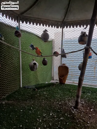 خدمة رعاية ومجالسة الحيوانات الأليفة 2