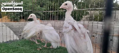 انتاج ديك رومي (ابيض واحمر ) 3