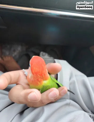 ببغاء روز أليف للبيع فقط 3