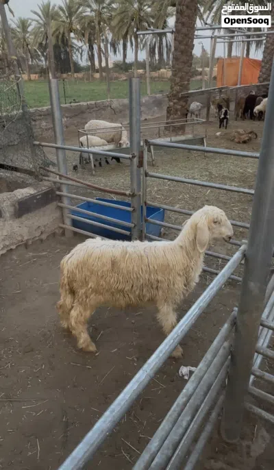 كبش رملي مشروع فحل 2