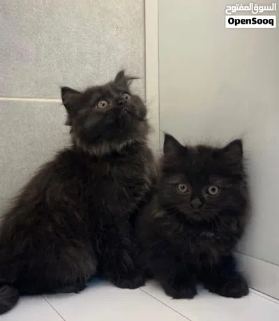 kitten turkey mix Shirazi 2