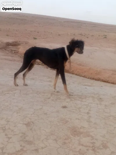 جوز سلقان صيادات 2