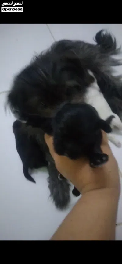 Mom with 2 puppies Pure breed Shihtzu 3