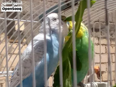 سلام عليكم متوفر زوج بقلينو متوالف مصوقر عندي مرتين بصور مكينه ربي يبارك اقرا وصف 3
