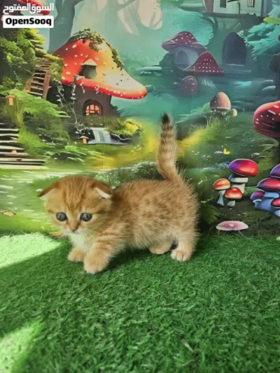 Male and female Scottish kilt Fold Munchkin kitten available for a new and good home .very good catz 3