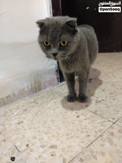 قطط لطيفة للبيع 2