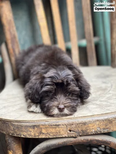 هافانيز Havanese 2