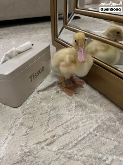 2 weeks old duck 3