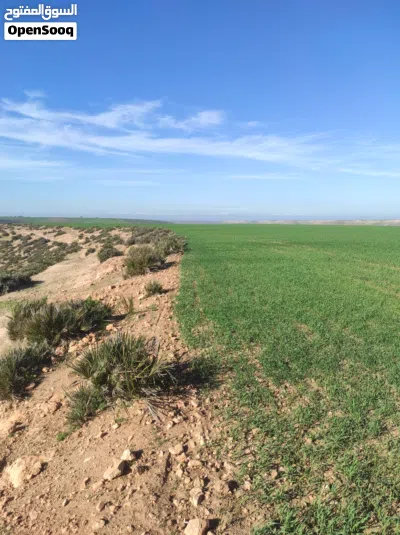 25 Hectares Titled Agricultural Land – Water & Electricity – Ideal Poultry Farm / High-Return Invest 3