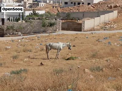 حصان للبيع بسعر جدا مناسب 4