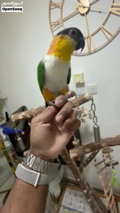 ببغاء 2300 2