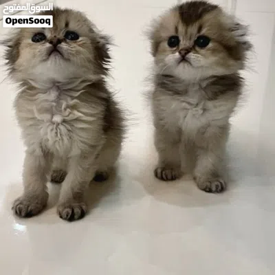 Scottish Fold Triple Fold Golden الوصف مهم جدا Longhair 3