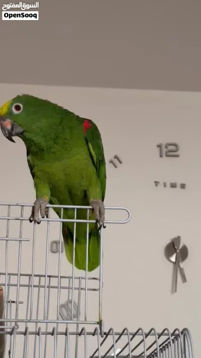 ببغاء يلو كروان 3