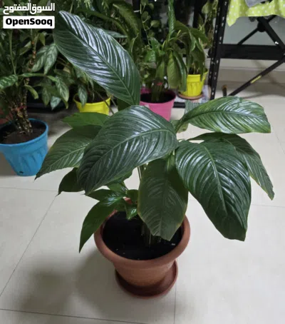 undefined 2