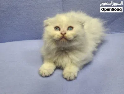 scotsh fold long hair are available blue eyes all from pure scotsh fold long hair eat dry food and 3