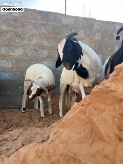 25 راس فيهن فطيمه 3
