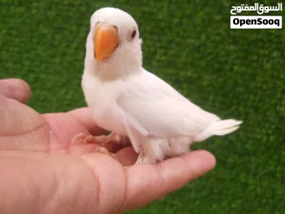 بركديلو البينو عين حمراء بجميع ملحقته 2