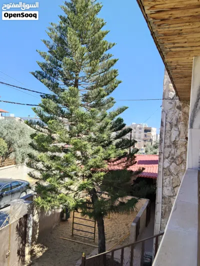 شجرة اروكاريا للبيع 3