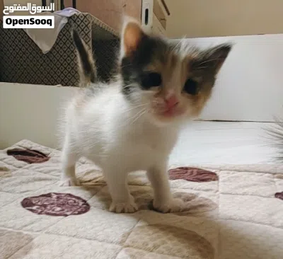 للبيع كيتتن 1ذكر و 2 أنثى 3