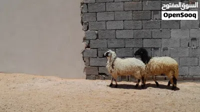 2فطايم وطنيات ربي يبارك عمرهم ف6شهور سليمات من العيوب متع تربيه او موس لبيدبح... 4