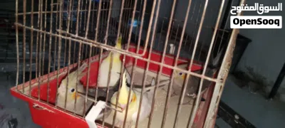 عصافير كوكتير بدي ابيع ثلات 3