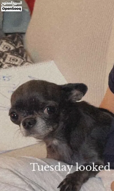 Chihuahua Female for Sale 2