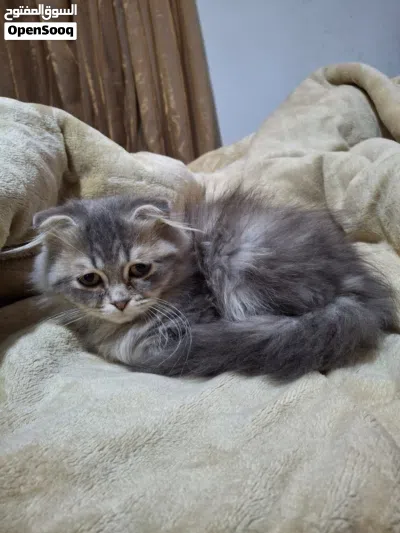 قط ذكر سكوتش فولد عمرو شهرين 2