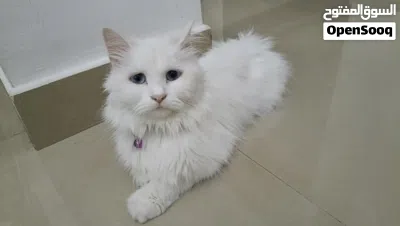 Turkish Angora - 2 year Old - Fully Vaccinated 2