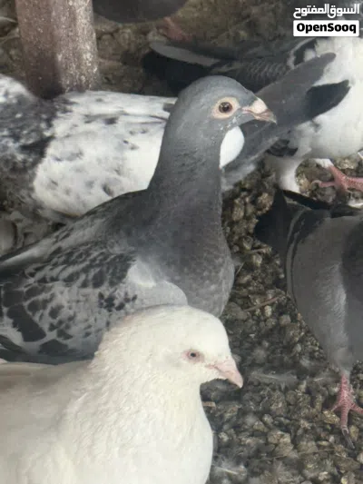 طبات حمام فروخ 2