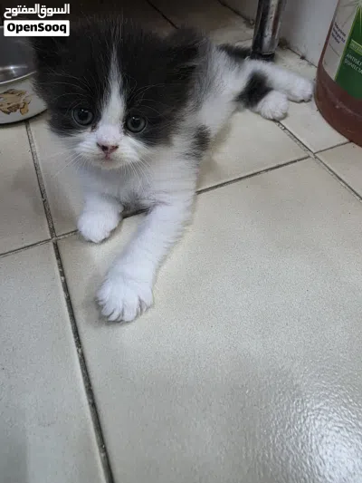cat for... 4