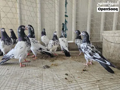 للبيع حمام باكستاني نسل 128 إقرأ الوصف بارك الله فيك 3