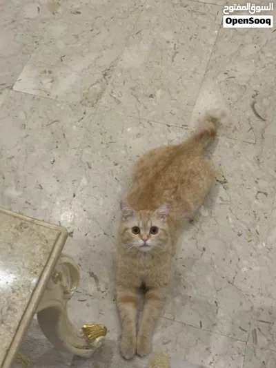 قط فيه شريحه التواصل واتساب 3
