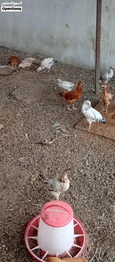 صيصان فرنسي للبيع 4